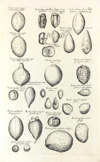 Botanical Print - Botanical, M Valentini, 1719