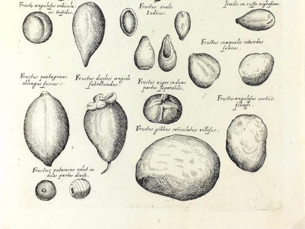 Botanical Print - Botanical, M Valentini, 1719