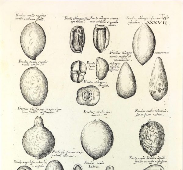 Botanical Print - Botanical, M Valentini, 1719