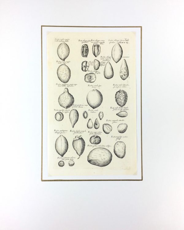 Botanical Print - Botanical, M Valentini, 1719