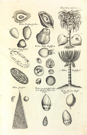 Botanical Print - Botanical, M Valentini, 1719