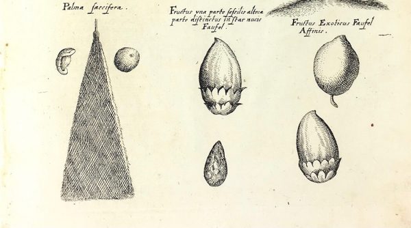 Botanical Print - Botanical, M Valentini, 1719