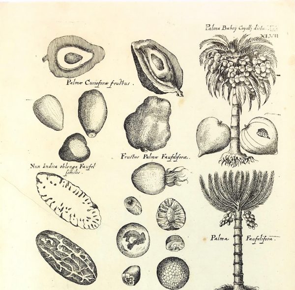 Botanical Print - Botanical, M Valentini, 1719