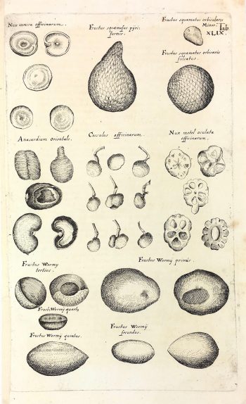 Botanical Print - Botanical, M Valentini, 1719