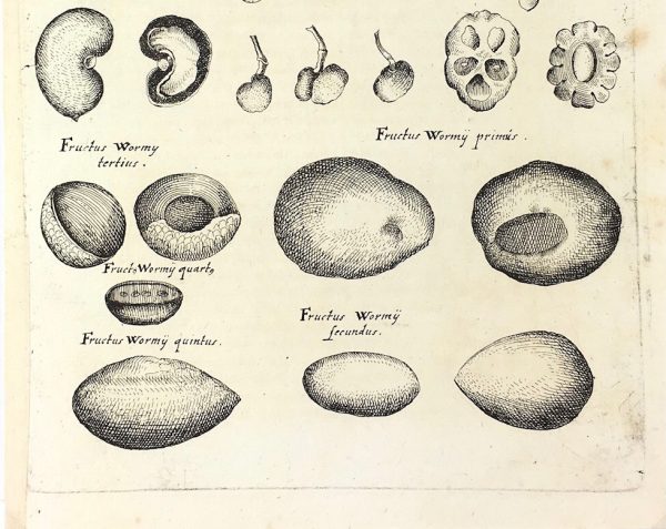 Botanical Print - Botanical, M Valentini, 1719