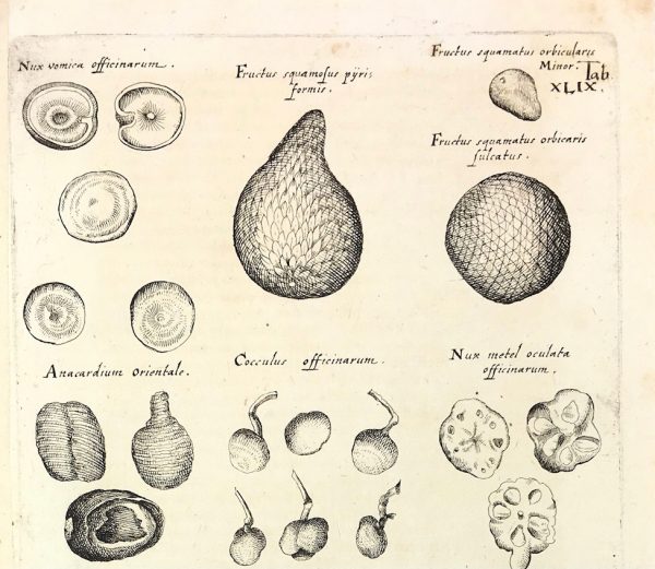 Botanical Print - Botanical, M Valentini, 1719