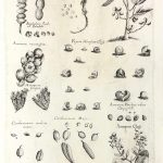 Botanical Print - Botanical, M Valentini, 1719