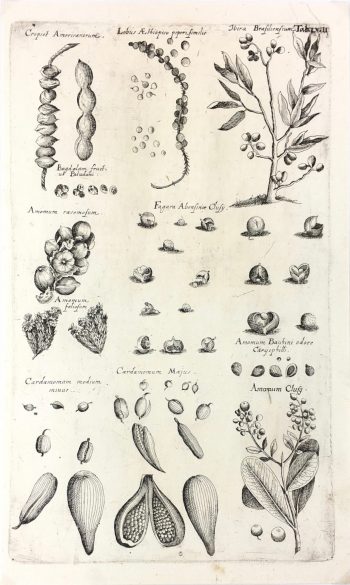 Botanical Print - Botanical, M Valentini, 1719