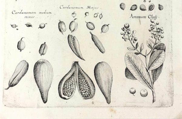 Botanical Print - Botanical, M Valentini, 1719