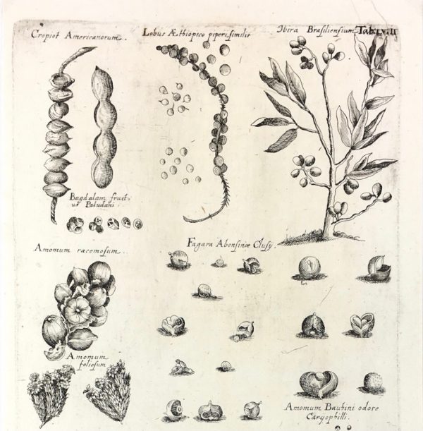 Botanical Print - Botanical, M Valentini, 1719