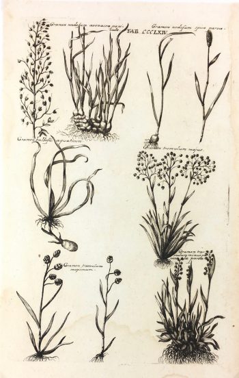 Botanical Print - Botanical, M Valentini, 1719