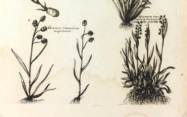 Botanical Print - Botanical, M Valentini, 1719