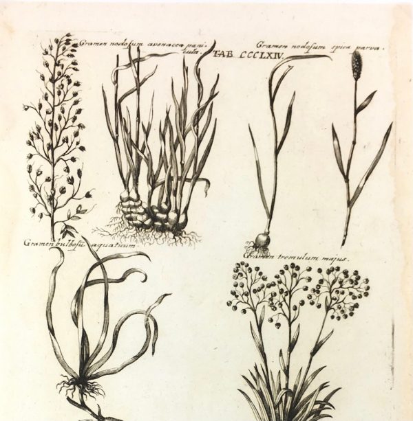 Botanical Print - Botanical, M Valentini, 1719