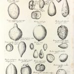 Botanical Print - Botanical, M Valentini, 1719