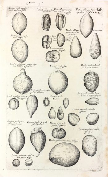 Botanical Print - Botanical, M Valentini, 1719