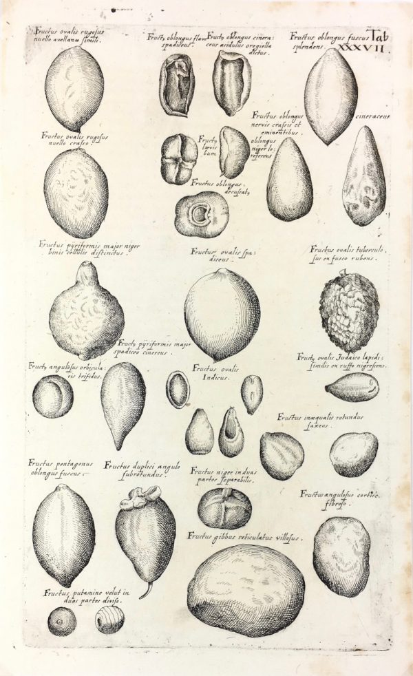 Botanical Print - Botanical, M Valentini, 1719