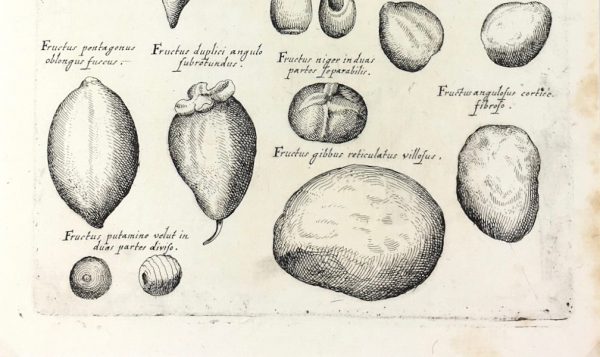 Botanical Print - Botanical, M Valentini, 1719