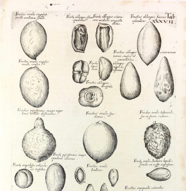 Botanical Print - Botanical, M Valentini, 1719