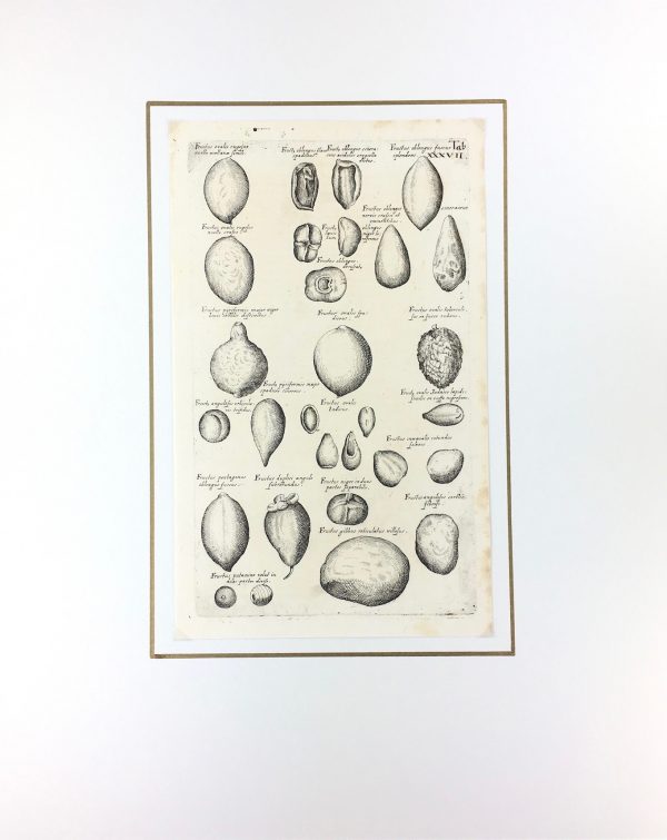 Botanical Print - Botanical, M Valentini, 1719