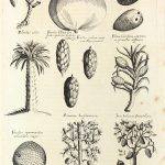 Botanical Print - Botanical, M Valentini, 1719