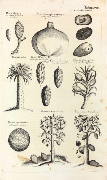 Botanical Print - Botanical, M Valentini, 1719