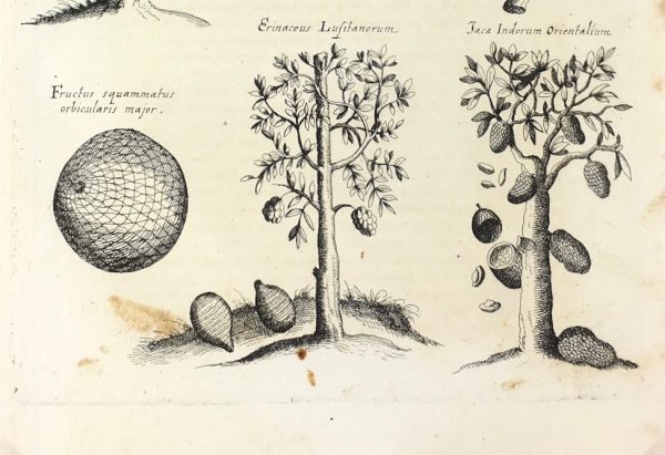 Botanical Print - Botanical, M Valentini, 1719