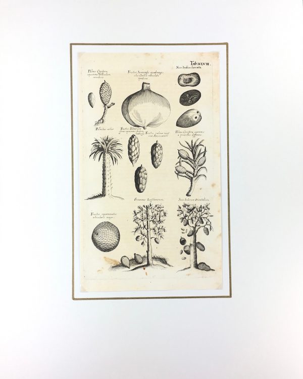 Botanical Print - Botanical, M Valentini, 1719