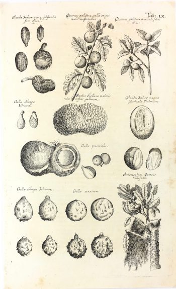 Botanical Print - Botanical, M Valentini, 1719