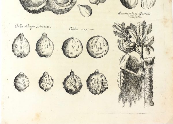 Botanical Print - Botanical, M Valentini, 1719