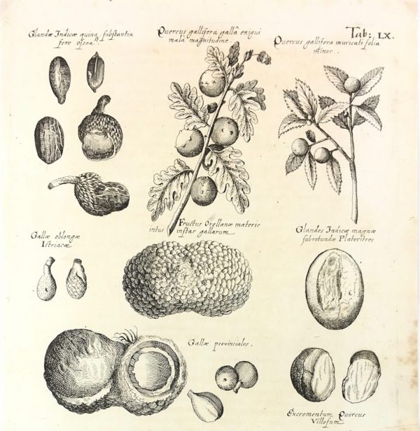 Botanical Print - Botanical, M Valentini, 1719