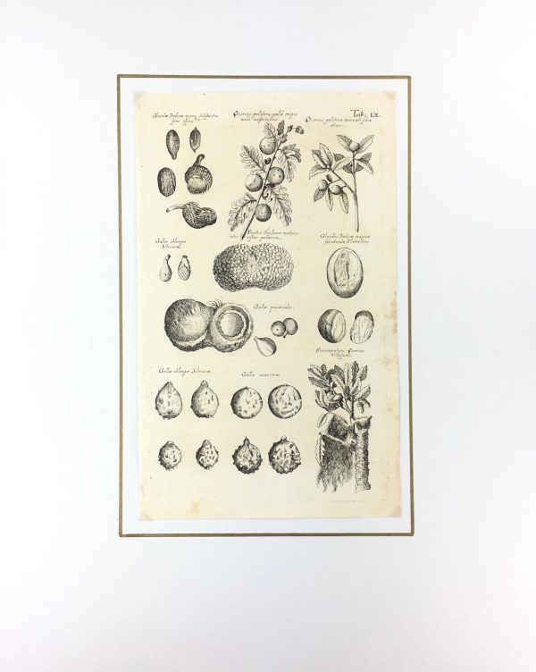 Botanical Print - Botanical, M Valentini, 1719