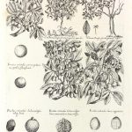 Botanical Print - Botanical, M Valentini, 1719