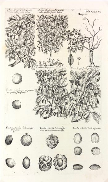 Botanical Print - Botanical, M Valentini, 1719