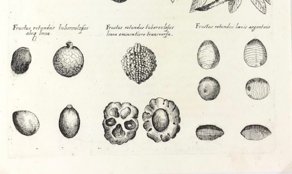 Botanical Print - Botanical, M Valentini, 1719