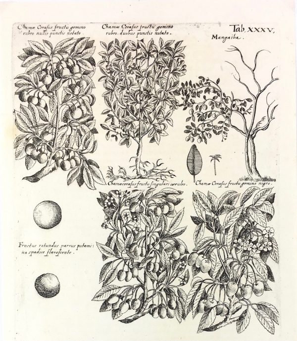 Botanical Print - Botanical, M Valentini, 1719