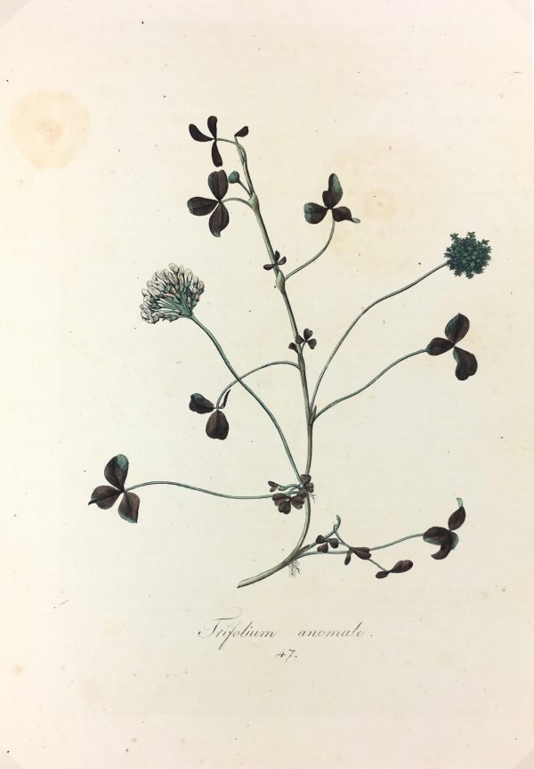 Botanical Print - Botanical, c.1850