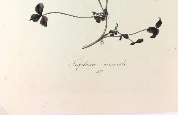 Botanical Print - Botanical, c.1850