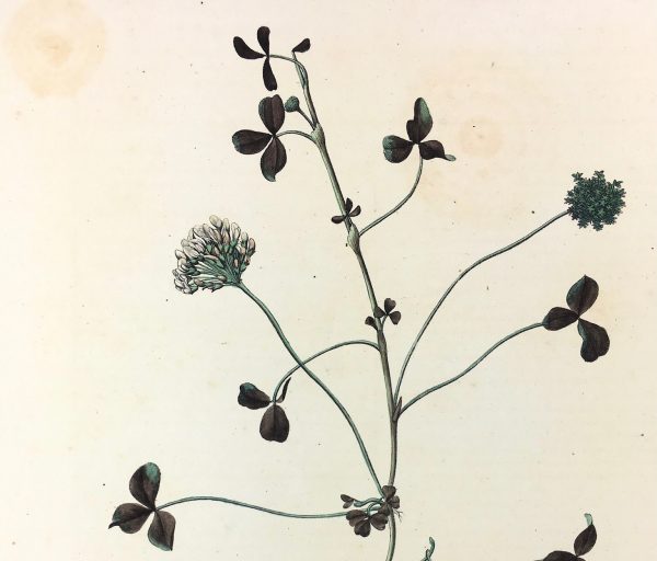 Botanical Print - Botanical, c.1850