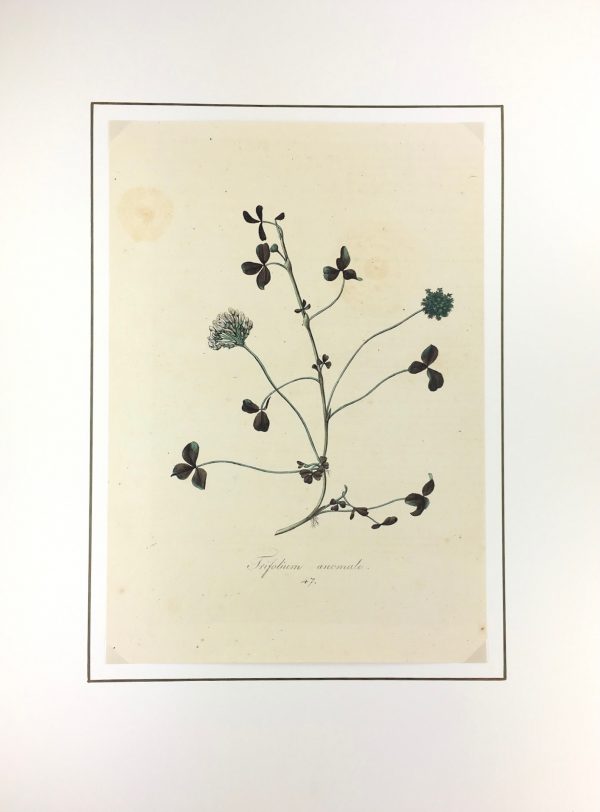Botanical Print - Botanical, c.1850