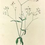 Botanical Print - Botanical, c.1850