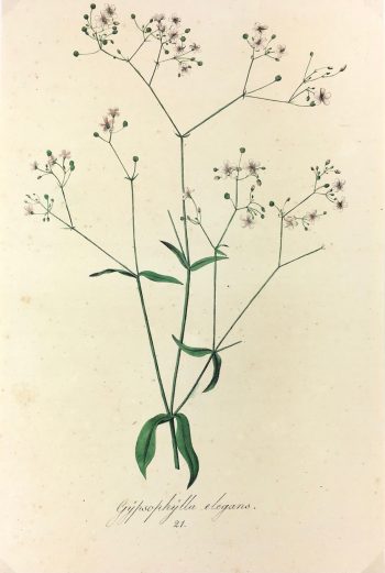 Botanical Print - Botanical, c.1850