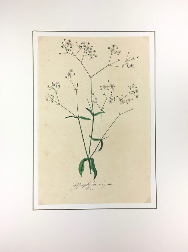 Botanical Print - Botanical, c.1850