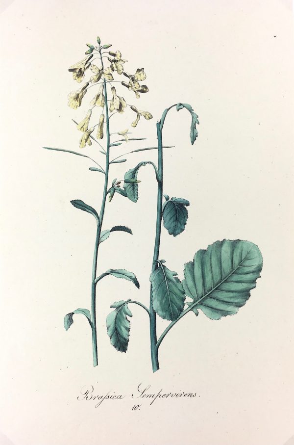 Botanical Print - Botanical, c.1850