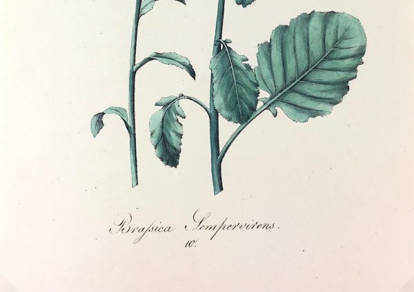 Botanical Print - Botanical, c.1850