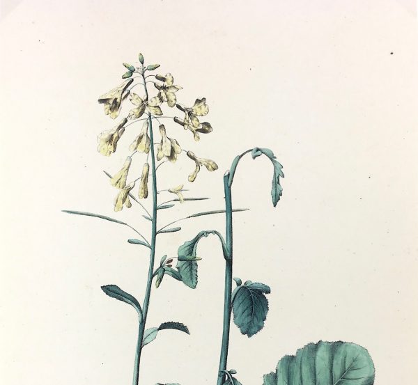 Botanical Print - Botanical, c.1850