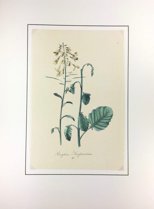 Botanical Print - Botanical, c.1850