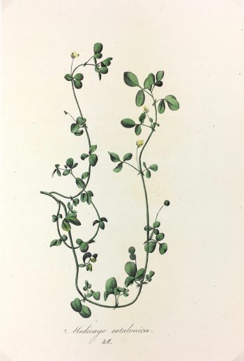 Botanical Print - Botanical, c.1850