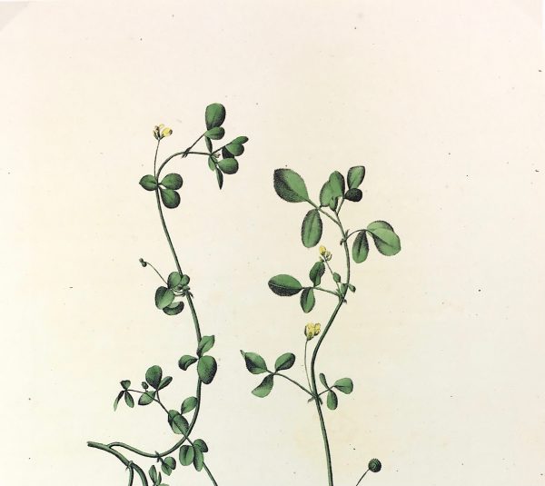 Botanical Print - Botanical, c.1850