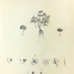 Botanical Print - Botanical, Miller, 1775