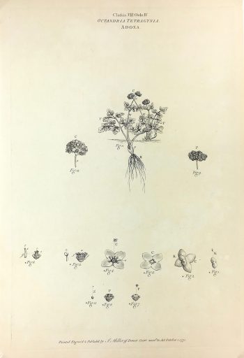 Botanical Print - Botanical, Miller, 1775